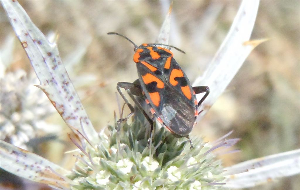 Lygaeidae: Spilostethus saxatilis dell''Abruzzo (AQ)